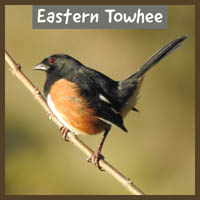Eastern Towhee
